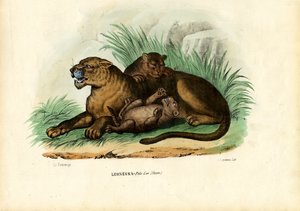 Lionne avec ses petits, 1863-79 - Raimundo Petraroja